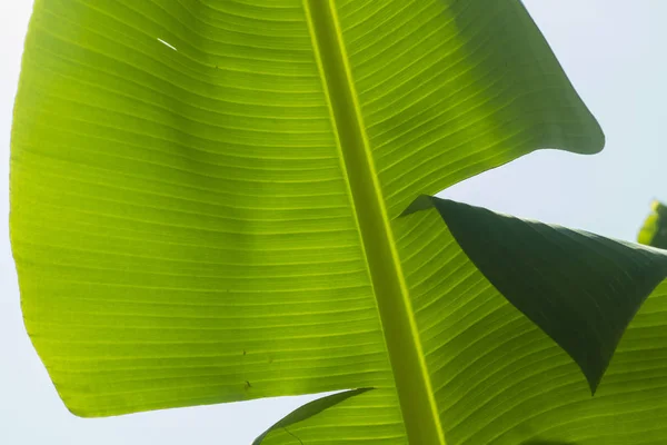 Gros Plan Sur Feuille Bananes Vertes Sur Arbre — Photo