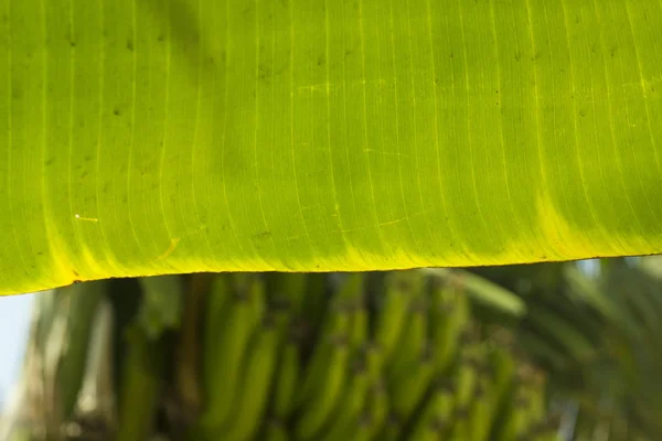Gros Plan Sur Feuille Bananes Vertes Sur Arbre — Photo