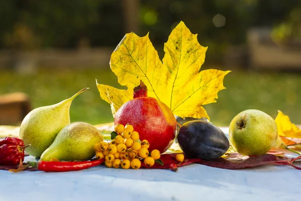 Sıcak güneşin altında sonbahar yaprakları ve hasat kompozisyon