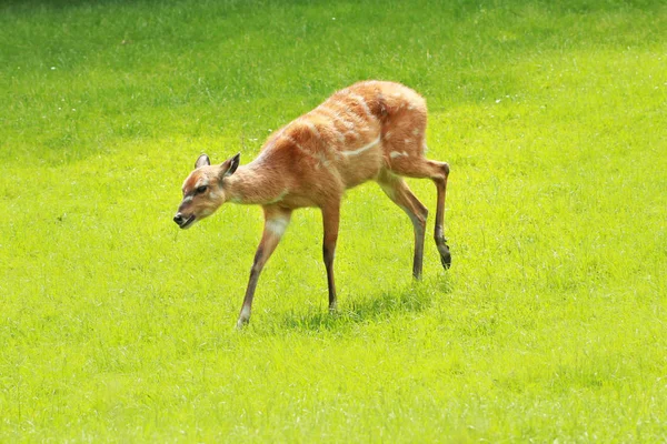 Cervus Zoo Green Grass Background Zoo Prague República Checa — Foto de Stock