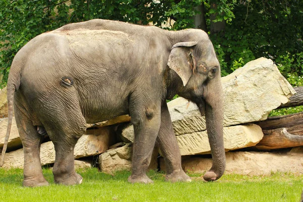 Hayvanat Bahçesi, Prague, Çek Cumhuriyeti çimenlerin üzerinde yürüyüş fil 