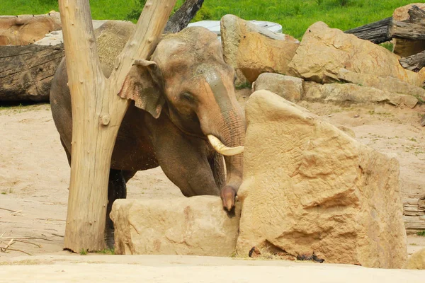 Hayvanat Bahçesi, Prague, Çek Cumhuriyeti çimenlerin üzerinde yürüyüş fil 