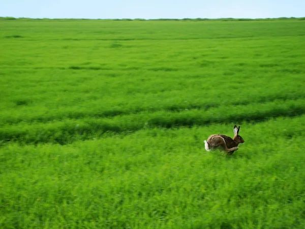 Kahverengi tavşan yeşil çayır çalışan