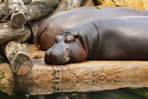 Döşeme ve Hayvanat Bahçesi, Prague, Çek Cumhuriyeti sahildeki rahatlatıcı hipopotamın ailesi