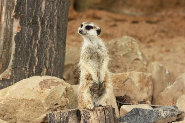 Yalnız suricata ayakta ve izlerken çevresinde taşlı arka planda Hayvanat Bahçesi, Prague, Çek Cumhuriyeti