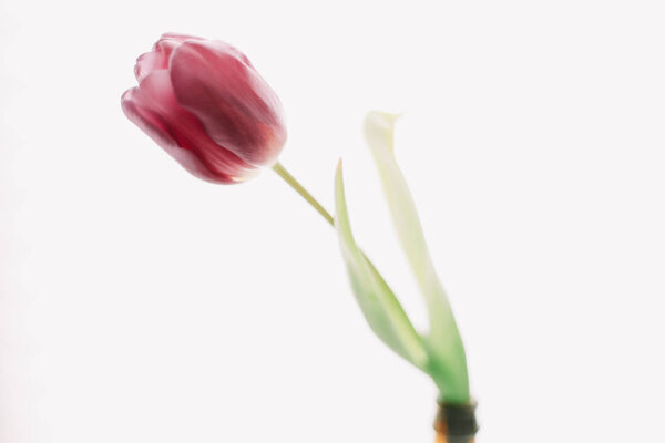 Spring purple tulip on white background. Spring concept