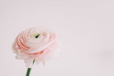 Beyaz arka plan üzerinde pembe Düğünçiçeği. Romantik arka plan için düğün davetiyeleri. Çiçek kompozisyon. Flatlay, kopya alanı. 