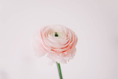 Beyaz arka plan üzerinde pembe Düğünçiçeği. Romantik arka plan için düğün davetiyeleri. Çiçek kompozisyon. Flatlay, kopya alanı. 