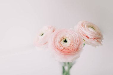 Beyaz arka plan üzerinde pembe Düğünçiçeği. Romantik arka plan için düğün davetiyeleri. Çiçek kompozisyon. Flatlay, kopya alanı. 