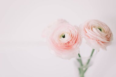 Beyaz arka plan üzerinde pembe Düğünçiçeği. Romantik arka plan için düğün davetiyeleri. Çiçek kompozisyon. Flatlay, kopya alanı. 