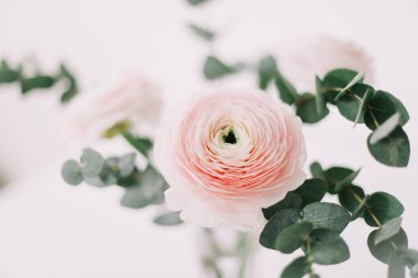 Beyaz arka plan üzerinde pembe Düğünçiçeği. Romantik arka plan için düğün davetiyeleri. Çiçek kompozisyon. Flatlay, kopya alanı. 