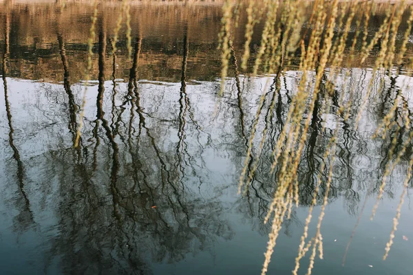 Lente natuur achtergrond. reflectie in het water. Takken van bomen met zachte focus op zachte licht blauwe achtergrond. Pasen en lente behang. ruimte kopiëren — Stockfoto
