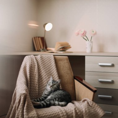Ev Pet sevimli kedi koltukta evde yatıyor. Sevimli İskoç düz gri tekir kedi portre. 