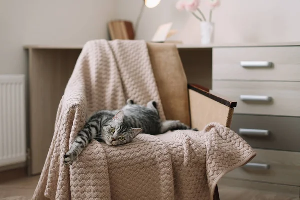 Ev Pet sevimli kedi koltukta evde yatıyor. Sevimli İskoç düz gri tekir kedi portre. 