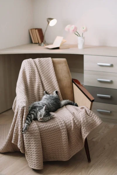 Home pet cute cat lying on armchair at home. Cute Scottish straight grey tabby cat  portrait.