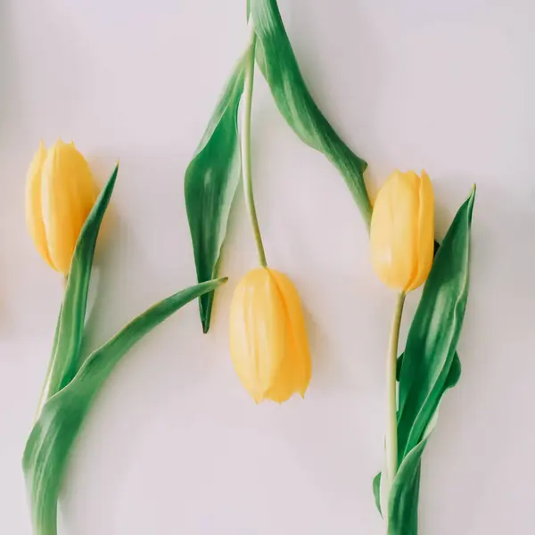 Beautiful tulips on white background. Flat lay, top view. Concept of Easter, March 8. Spring flowers