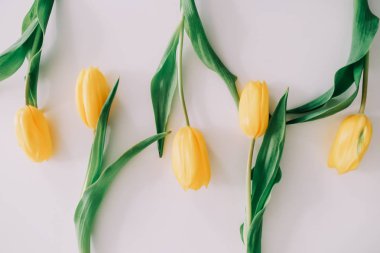 Beyaz arka planda güzel sarı laleler. Düz döşeme, üst görünüm, kopyalama alanı. Tatil kavramı, doğum günü, Paskalya, 8 Mart.