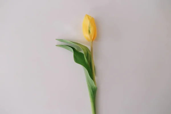 Beautiful tulip on white background. Flat lay, top view. Concept of Easter, March 8. Spring flowers