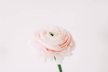 Beyaz arka plan üzerinde pembe Düğünçiçeği. Romantik arka plan için düğün davetiyeleri. Çiçek kompozisyon. Flatlay, kopya alanı. 