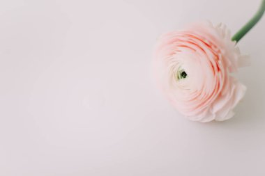 Beyaz arka plan üzerinde pembe Düğünçiçeği. Romantik arka plan için düğün davetiyeleri. Çiçek kompozisyon. Flatlay, kopya alanı. 