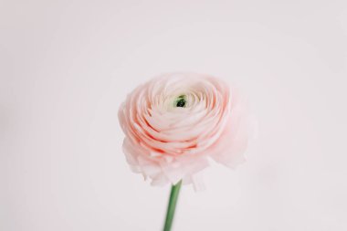 Beyaz arka plan üzerinde pembe Düğünçiçeği. Romantik arka plan için düğün davetiyeleri. Çiçek kompozisyon. Flatlay, kopya alanı, en az kavramı