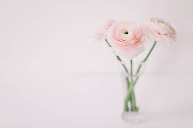 Beyaz arka plan üzerinde pembe Düğünçiçeği. Romantik arka plan için düğün davetiyeleri. Çiçek kompozisyon. Flatlay, kopya alanı. 