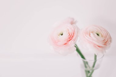 Beyaz arka plan üzerinde pembe Düğünçiçeği. Romantik arka plan için düğün davetiyeleri. Çiçek kompozisyon. Flatlay, kopya alanı. 