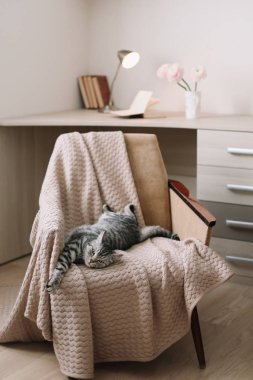 Ev Pet sevimli kedi koltukta evde yatıyor. Sevimli İskoç düz gri tekir kedi portre. 