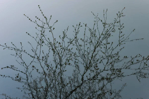 Fundo natureza primavera. reflexão na água. Papel de parede primavera. Fundo embaçado abstrato. Na Primavera. espaço de cópia — Fotografia de Stock