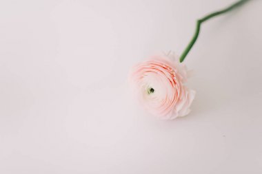 Beyaz arka plan üzerinde pembe Düğünçiçeği. Romantik arka plan için düğün davetiyeleri. Çiçek kompozisyon. Flatlay, kopya alanı. 