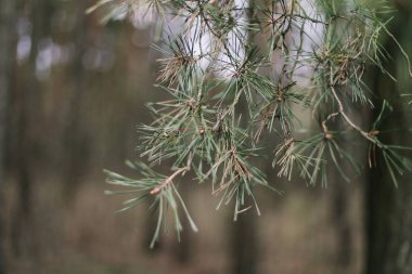 çam dalları. Bahar duvar kağıdı. Soyut bulanık arka plan. Bahar. Yumuşak odaklı ağaç dalları.