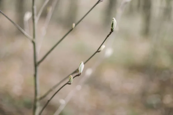 Knospen an Bäumen. Frühlingstapete. abstrakter verschwommener Hintergrund. Frühling. Äste von Bäumen mit weichem Fokus. — Stockfoto