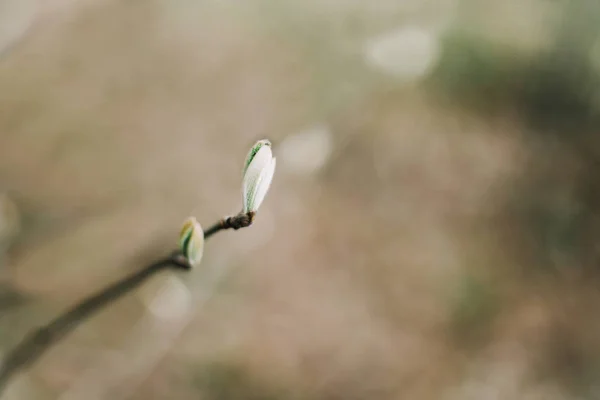 Buds on trees. Spring wallpaper. Abstract blurred background. Springtime. Branches of trees with soft focus.