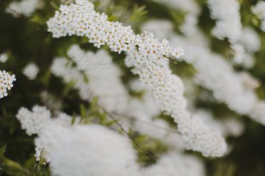 Kiraz çiçeklerinin yeşil yapraklarla çiçek açması. Bahar mevsiminde bir ağacın dalları. Duvar kağıdı, yaylı arka plan