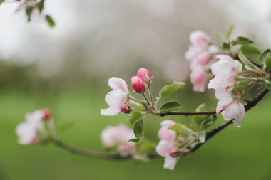 Kiraz çiçeklerinin yeşil yapraklarla çiçek açması. Bahar mevsiminde bir ağacın dalları. Duvar kağıdı, yaylı arka plan