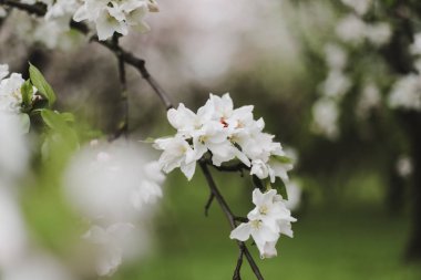 Kiraz çiçeklerinin yeşil yapraklarla çiçek açması. Bahar mevsiminde bir ağacın dalları. Duvar kağıdı, yaylı arka plan