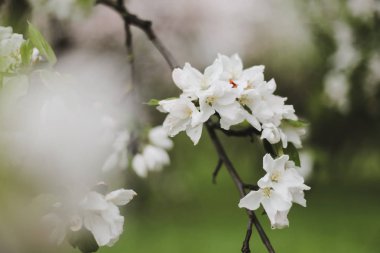 Kiraz çiçeklerinin yeşil yapraklarla çiçek açması. Bahar mevsiminde bir ağacın dalları. Duvar kağıdı, yaylı arka plan