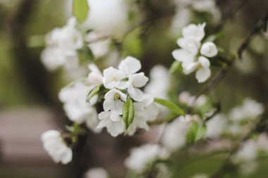 Kiraz çiçeklerinin yeşil yapraklarla çiçek açması. Bahar mevsiminde bir ağacın dalları. Duvar kağıdı, yaylı arka plan
