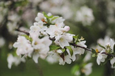 Kiraz çiçeklerinin yeşil yapraklarla çiçek açması. Bahar mevsiminde bir ağacın dalları. Duvar kağıdı, yaylı arka plan