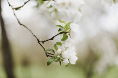 Kiraz çiçeklerinin yeşil yapraklarla çiçek açması. Bahar mevsiminde bir ağacın dalları. Duvar kağıdı, yaylı arka plan