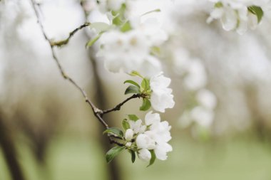 Kiraz çiçeklerinin yeşil yapraklarla çiçek açması. Bahar mevsiminde bir ağacın dalları. Duvar kağıdı, yaylı arka plan