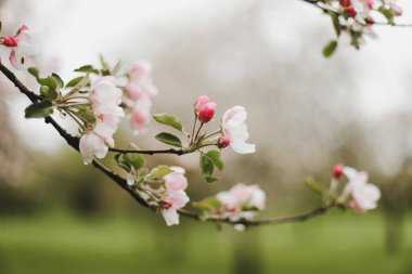 Kiraz çiçeklerinin yeşil yapraklarla çiçek açması. Bahar mevsiminde bir ağacın dalları. Duvar kağıdı, yaylı arka plan