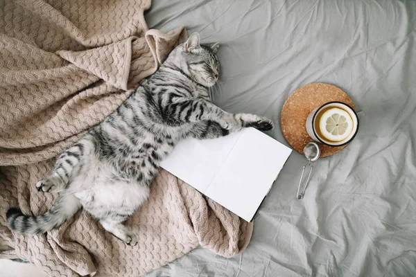 Vista desde arriba de gato divertido durmiendo en la manta sobre fondo hygge. Acogedor Flatlay de bloguera femenina — Foto de Stock