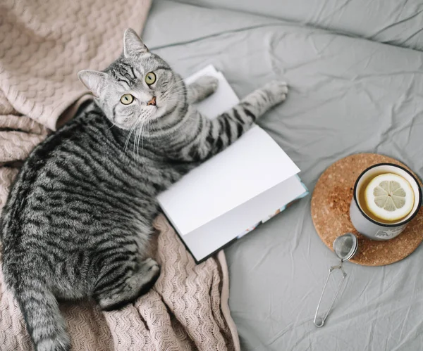 Sevimli İskoç Fold kedi evde. Sıcak yumuşak yatakta flatlay. İskandinav tarzı, hygge, hafta sonu rahat kavramı.