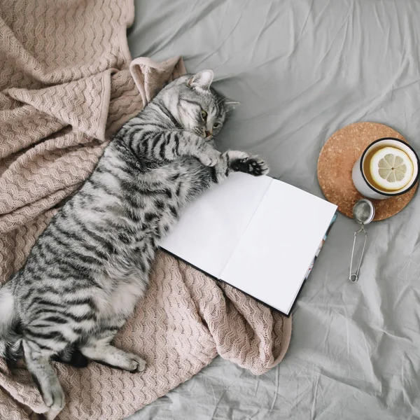 Lindo gato durmiendo en casa. Libro y taza de té de limón con decoración casera en la cama suave y cálida. Estilo escandinavo, hygge, concepto acogedor fin de semana . — Foto de Stock