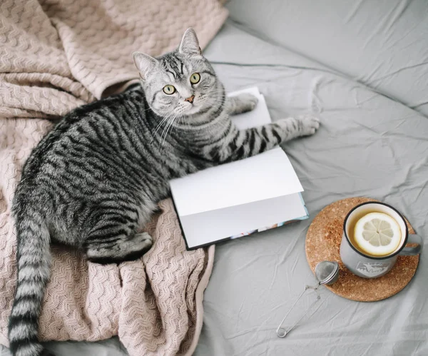 Lindo gato Fold escocés acostado en la cama. Estilo escandinavo, hygge, concepto acogedor fin de semana . — Foto de Stock