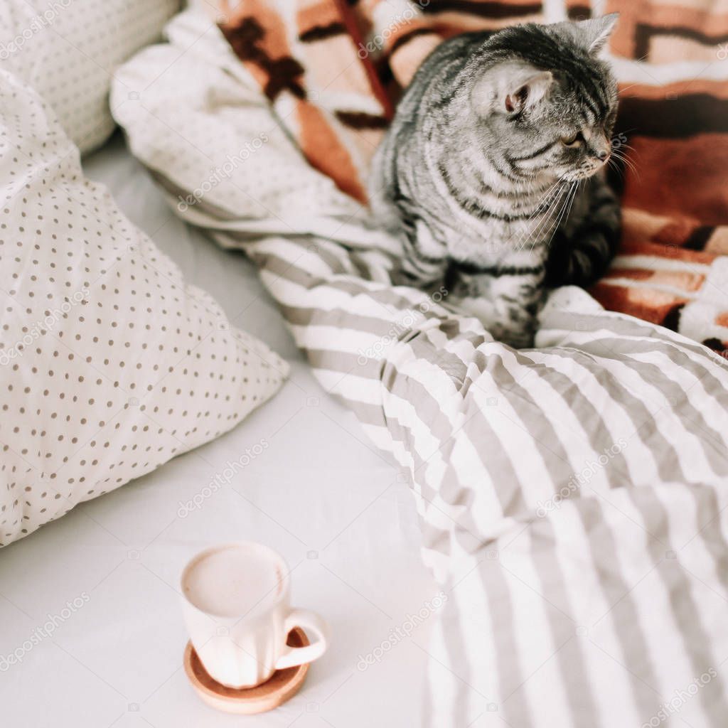 Funny Scottish Straight cat is sitting on the blanket in bed. Cozy flatlay of female blogger. Scandinavian style, hygge concept