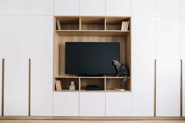 Living room interior with TV on a wall and a white wardrobe. Cute cat indoor shooting. Home interior design, scandinavian style