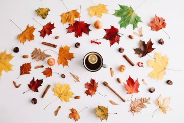Sonbahar kompozisyonu. Beyaz arka plan üzerinde sonbahar yapraklarından yapılmış çerçeve. Flatlay, üst görünüm, kopyalama alanı. Sonbahar kavramı.