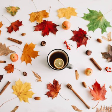 Sonbahar kompozisyonu. Beyaz arka plan üzerinde sonbahar yapraklarından yapılmış çerçeve. Flatlay, üst görünüm, kopyalama alanı. Sonbahar kavramı.